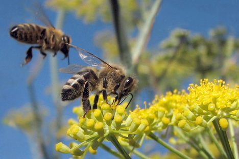 Bees, pictured here flocking to wild fennel, could have gotten more than they're bargaining for.