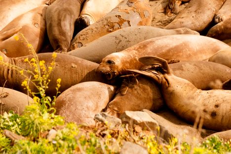 Piedras Blancas Elephant Seal Rookery