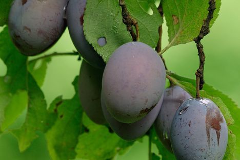 Stromberg Plum