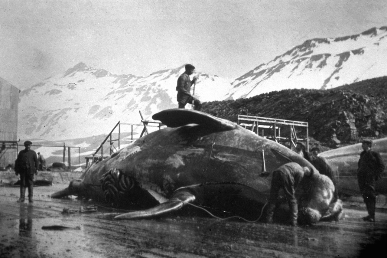 A crew tackling the massive of task of dissecting a whale in Antarctica circa 1935.