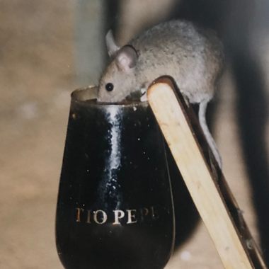 A picture of a picture of a mouse drinking sherry.