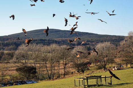 Red kites at Bellymack Hill Farm Red Kite Feeding Station.