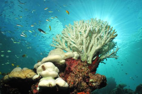 Shocking Before-and-After Photos of the World’s Coral Bleaching Catastrophe