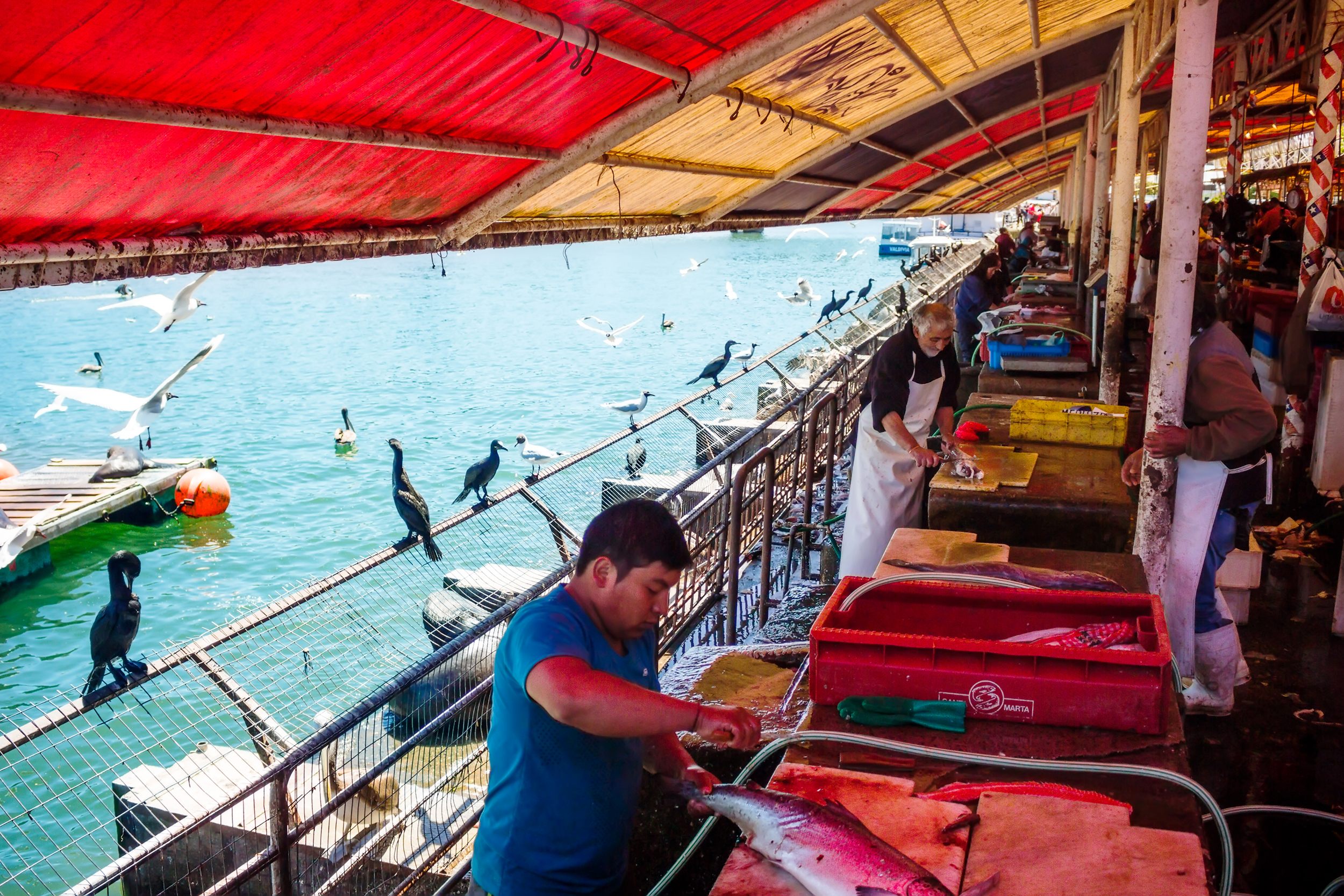 The sea lions hang out around Valdivia's famous fish market.
