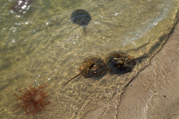 The shores of Lewes support large populations of horseshoe crabs, especially during summer.