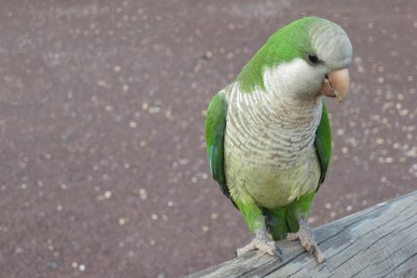 These green parakeets have been building their large nests in 97 cities around Mexico.