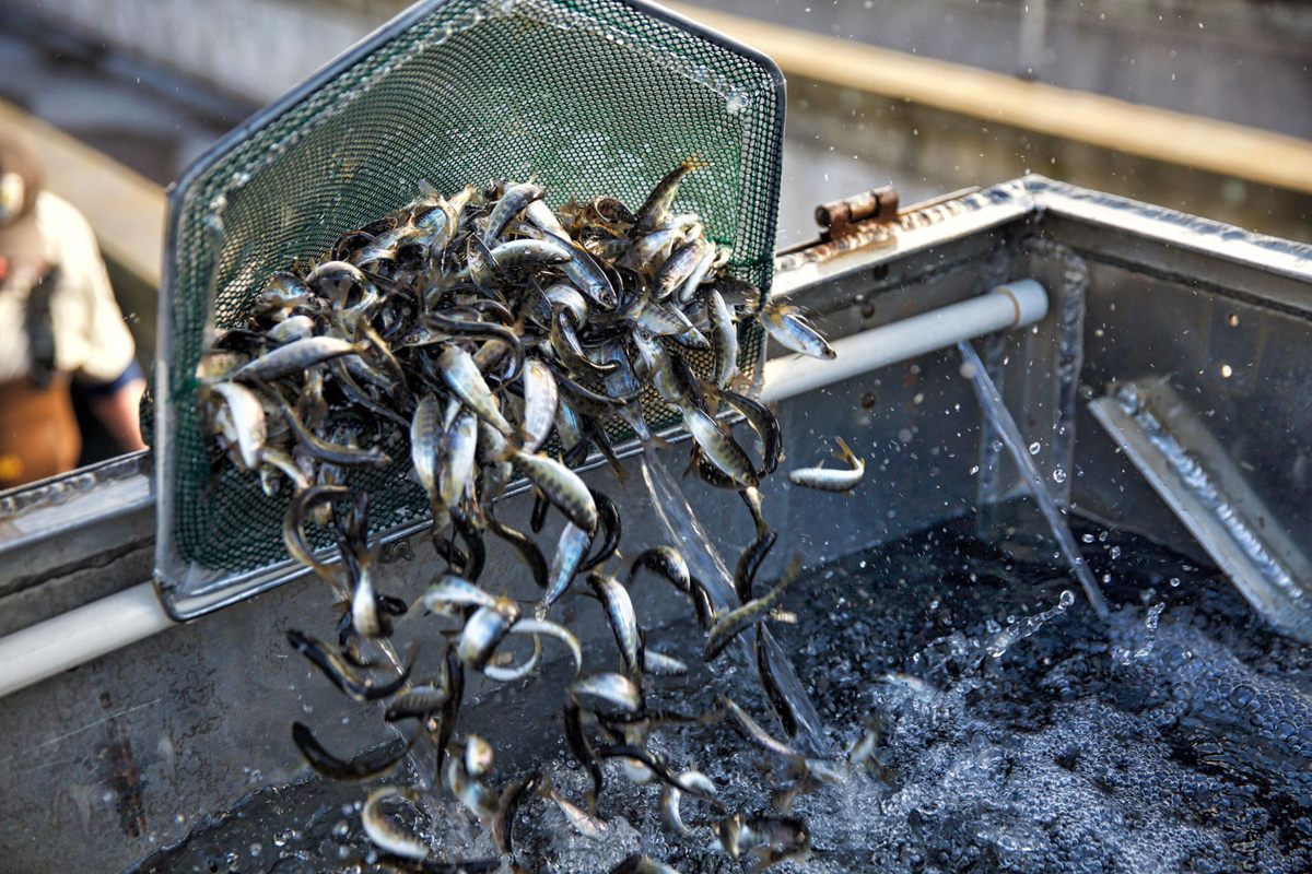 Juvenile Chinook salmon are prepared for release from Coleman National Fish Hatchery into a tributary of the Sacramento River where they once thrived.