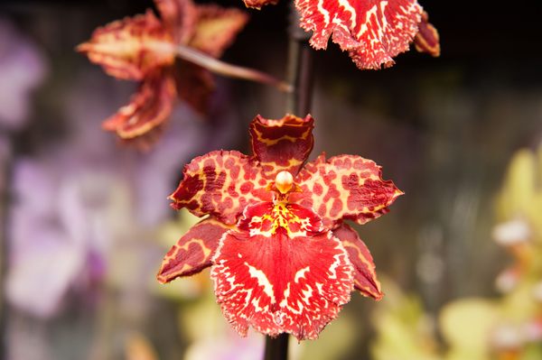 While commonly cultivated now, orchids like this <em>Oncidium</em> hybrid inspired a historical delirium among collectors.***