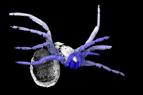 Presenting the Closest Relative to Modern Spiders Ever Found