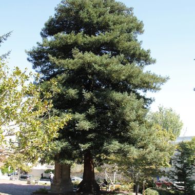 Monterey's Moon Tree