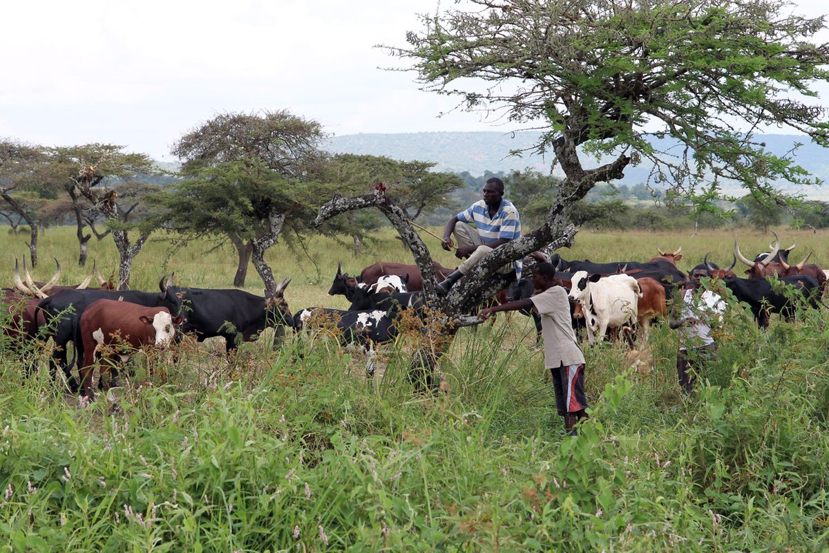 A cattle herder outside Akagera in 2015.