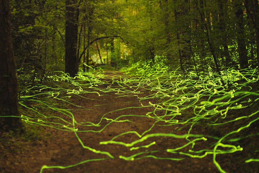 Photographing Fireflies, a Love Story