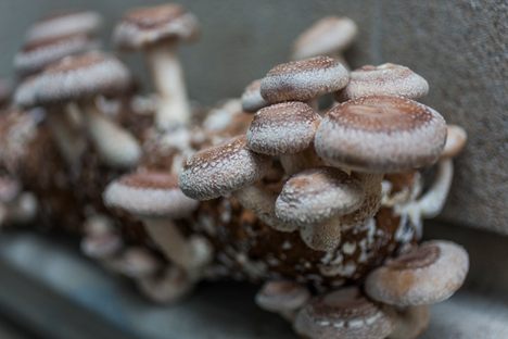 Brisbane Customs House Mushrooms