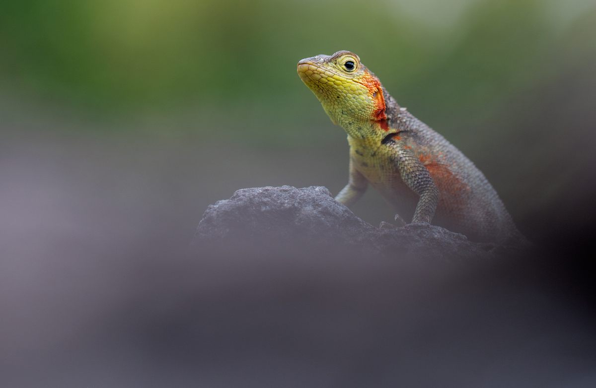 A female Santa Cruz lava lizard, the most frugivorous (fruit-eating) of the Galápagos lava lizards.