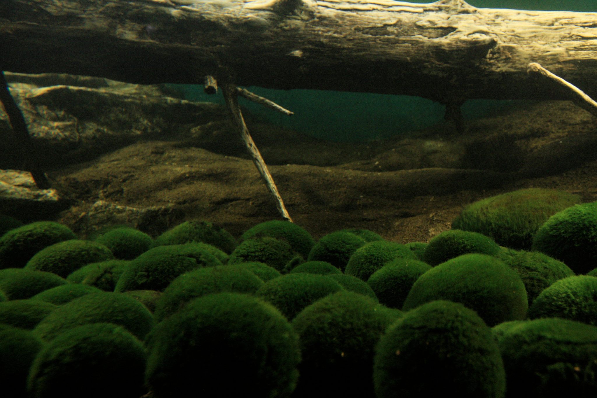 Why Do 'Japanese Moss Balls' Float By Day And Sink By Night?