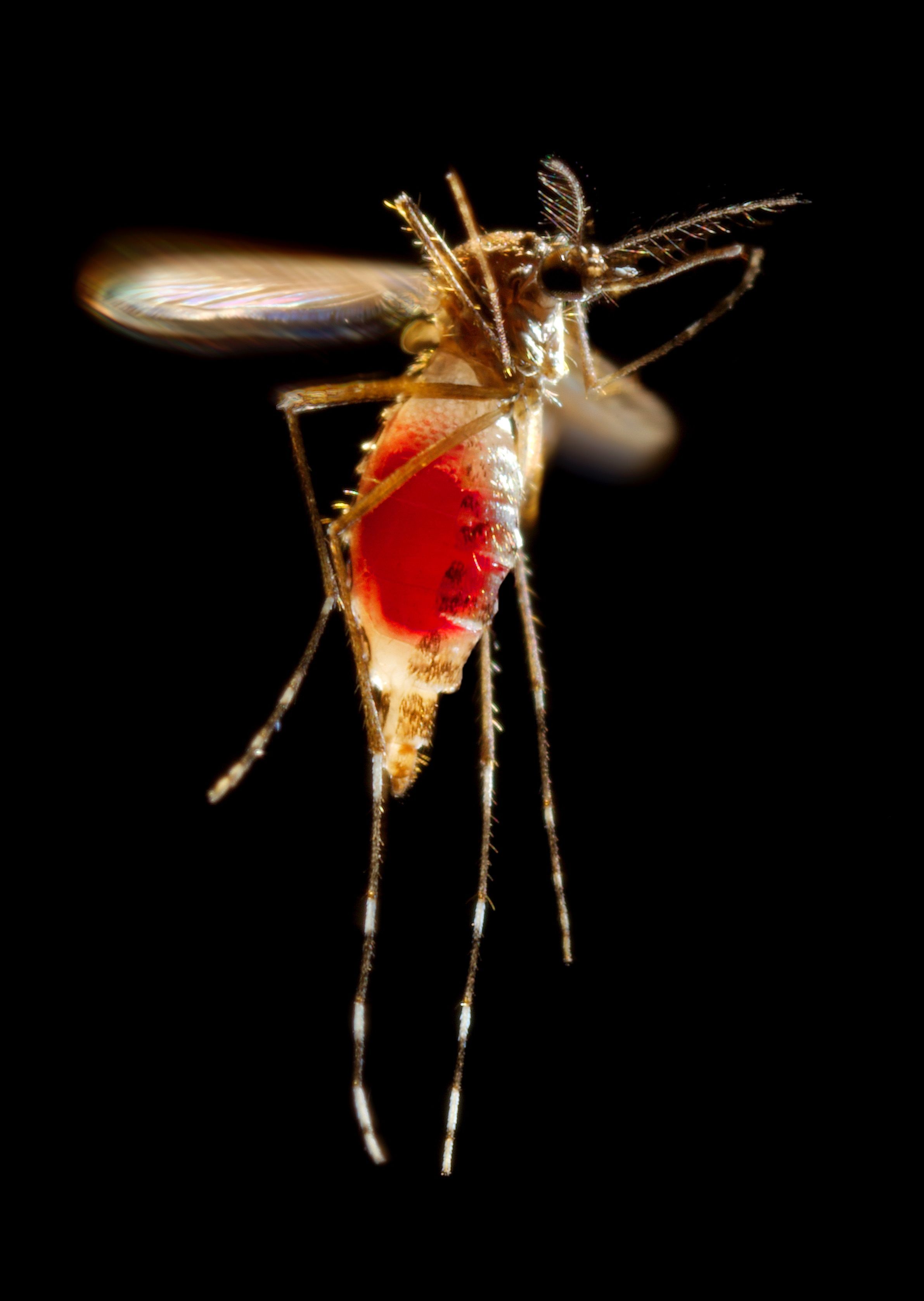 Limiting the number of blood-sucking females often involves introducing sterile males, to mate with them.