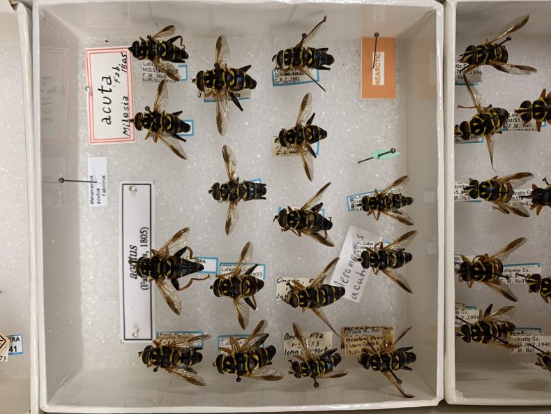 Because of their exoskeletons, insects can remain in a collection for hundreds of years if they're well cared for. 