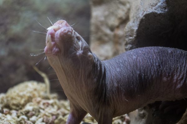 A naked mole rat in the Cleveland Zoo.