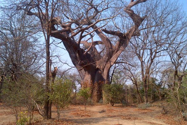 The Leper Baobob