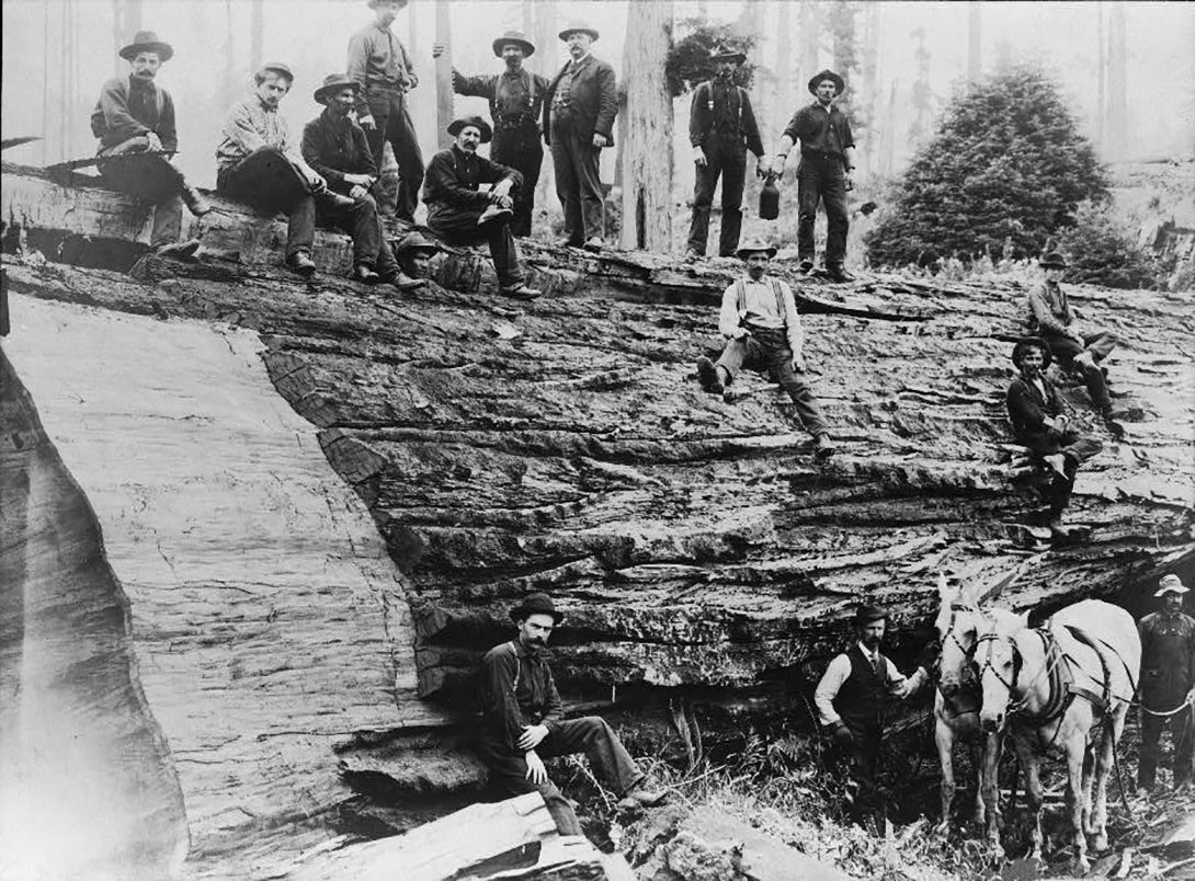 Vintage Photos of Lumberjacks and the Giant Trees They Felled