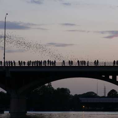 Crowds gather to watch the bats fly out as the sun sets.