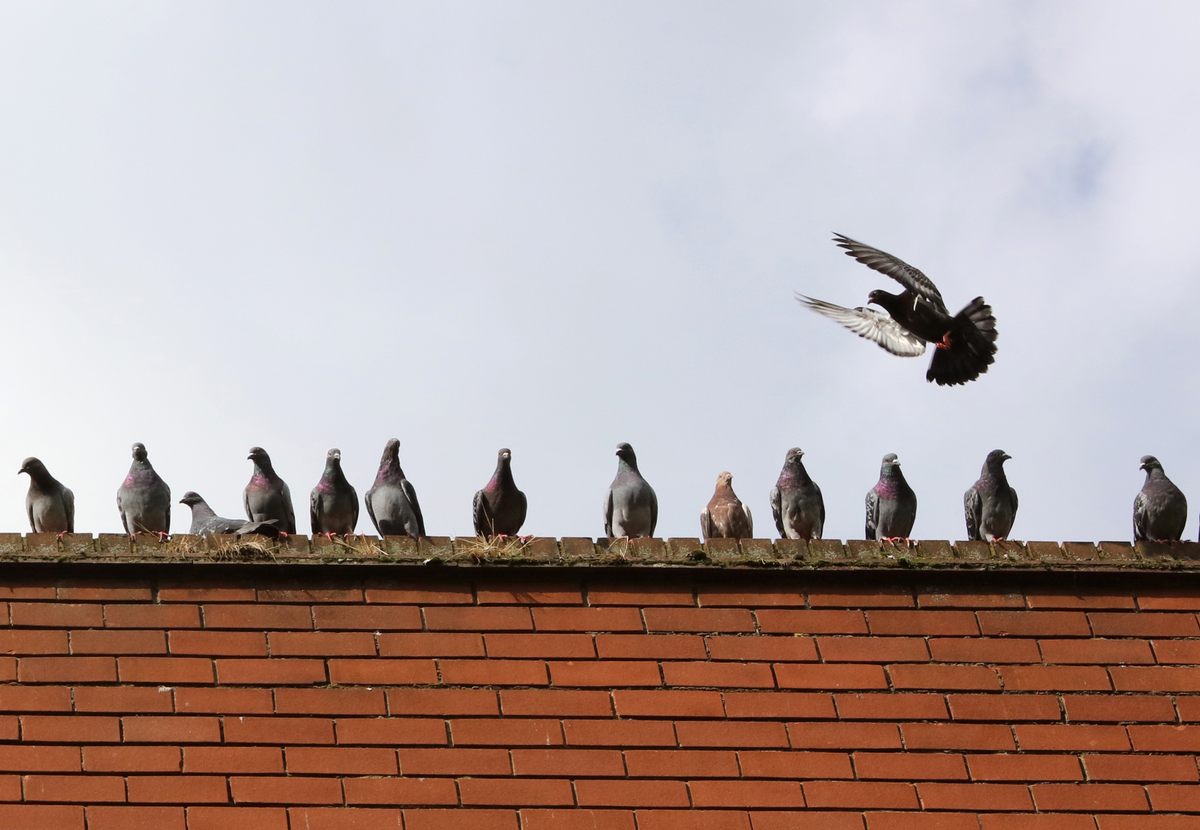 Cities resemble a cliffside nesting habitat for pigeons.