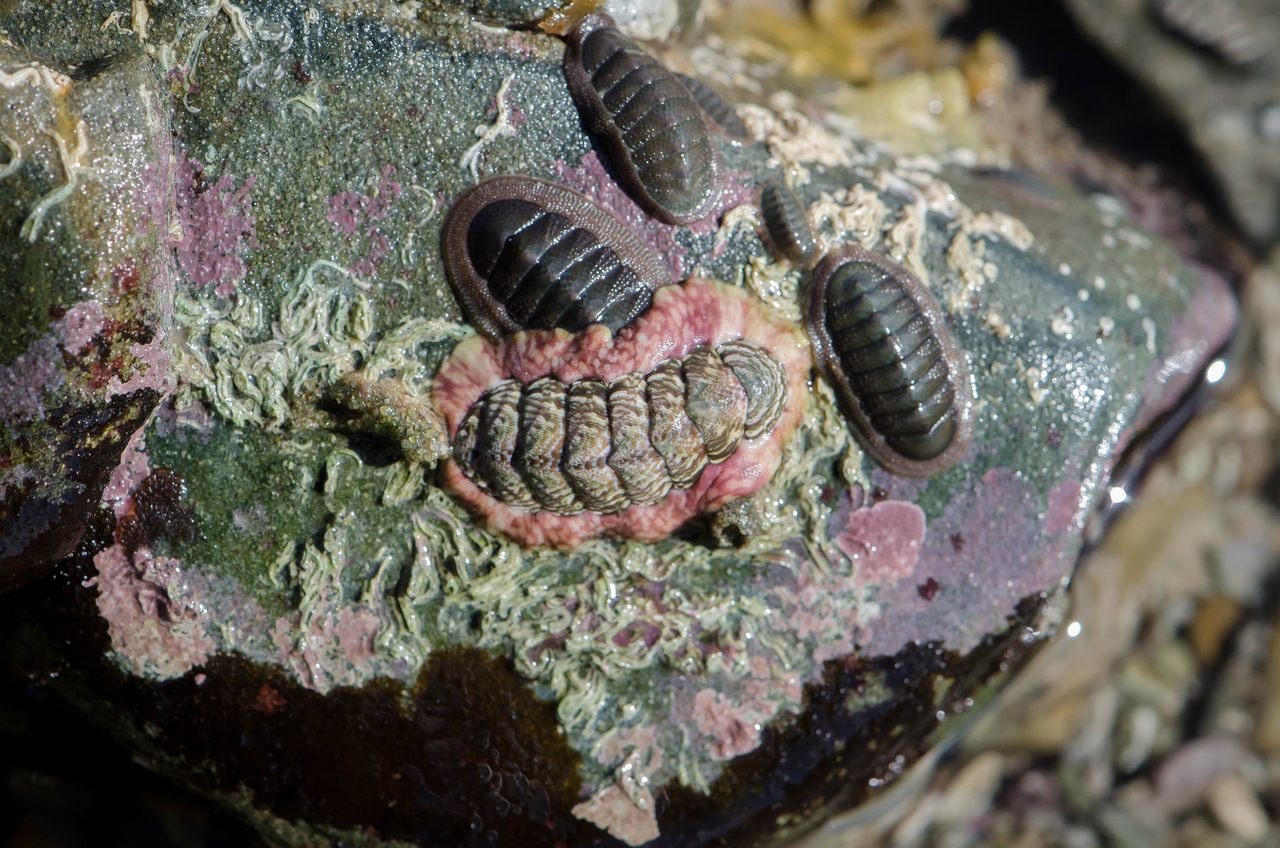 Do chitons have brains? What is a brain, anyway? 