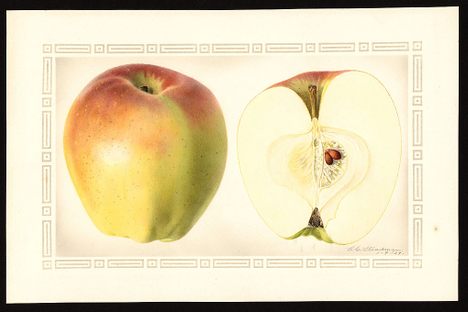 The former samurai who bred Japan's first apple, the "Indo" variety pictured here, named it after the state of Indiana. 