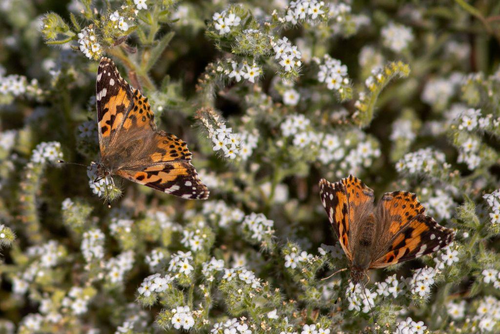 Monarch Butterfly Migration: The Secret Power of White Spots