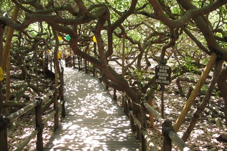 Inside the tree
