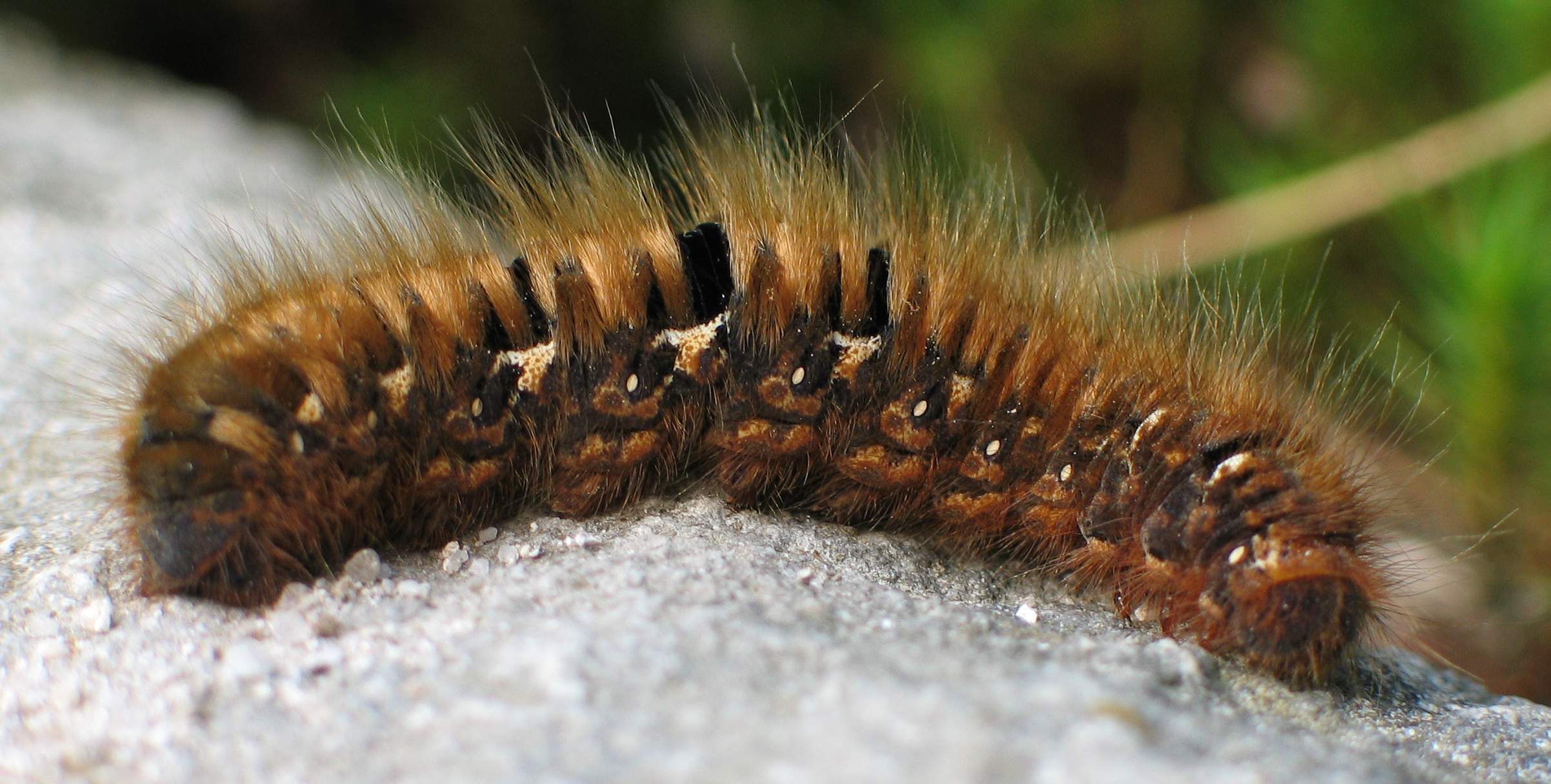 A healthy oak eggar moth caterpillar.