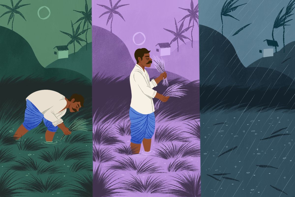 Bengal has three seasons of rice: <em>aman</em>, <em>aus</em>, and <em>boro</em>.