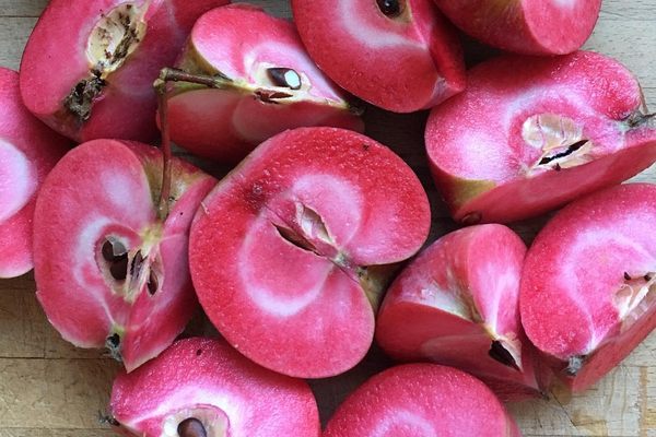 Pink Pearl Apple - Gastro Obscura