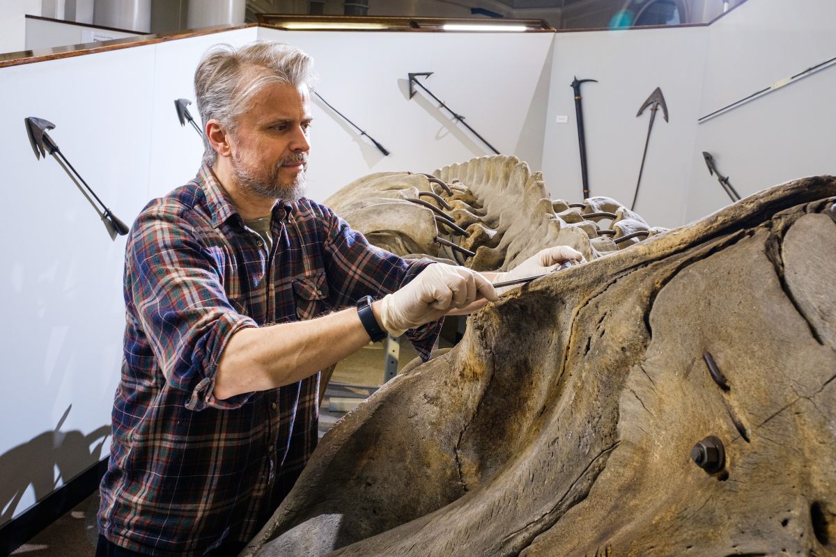 Nigel Larkin prepares to dismantle the North Atlantic right whale skeleton.