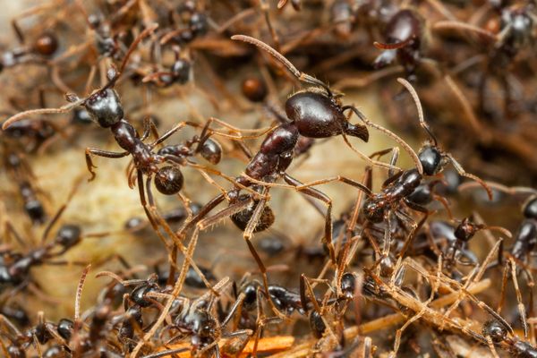 Army ants, which travel in massive units, play a critical role in ecosystem health.