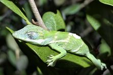 Should a snake climb along a branch where a baby anole sleeps, the lizard will wake up and drop to the ground to escape.