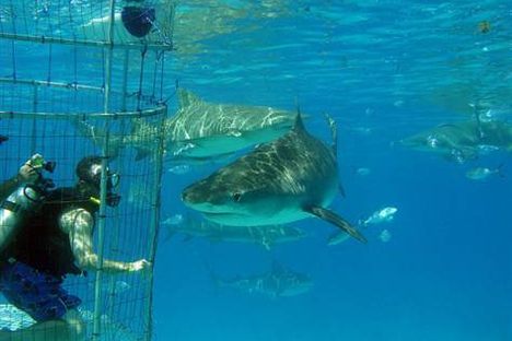 Shark Cage Diving in Gansbaai