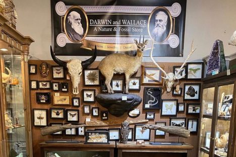 When you first see Darwin and Wallace: A Nature and Fossil Store.