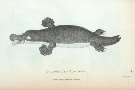 Shaw's work