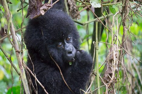 Baby mountain gorilla in Virunga National Park. 