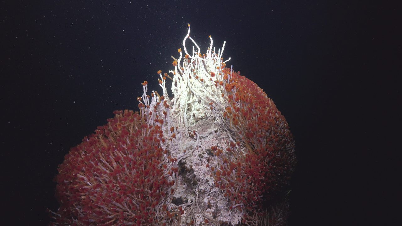 Tube worms crowd around the Matterhorn, a hydrothermal vent in the Gulf of California, photographed by ROV <em>SuBastian</em> during a recent expedition that included artist-at-sea Ale de la Puente.