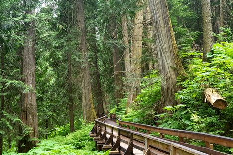 Ancient Forest/Chun T'oh Whudujut.