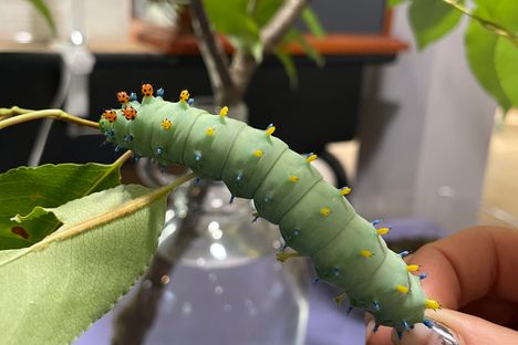The Caterpillar Lab