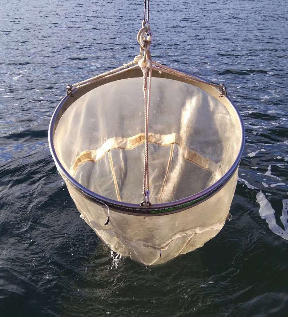 Javidpour's team trawled the local Kiel Fjord by boat, and even scooped some jellies from the banks of the research institute.