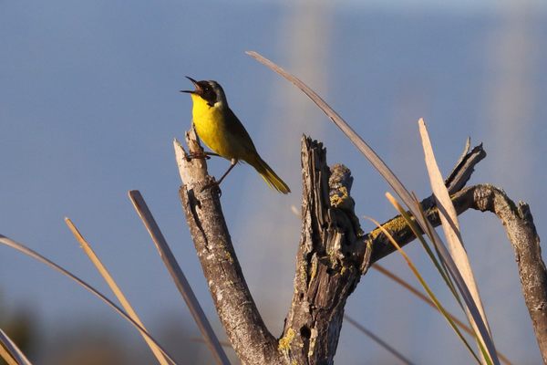 一只普通的黄喉鸟在唐·爱德华兹国家野生动物保护区唱歌。
