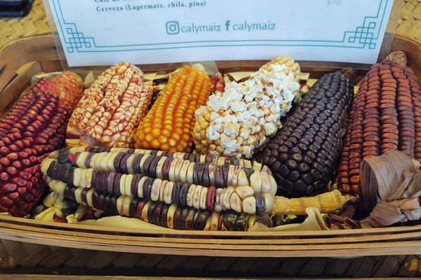 Variety of heirloom corn sold by Cal y Maíz.