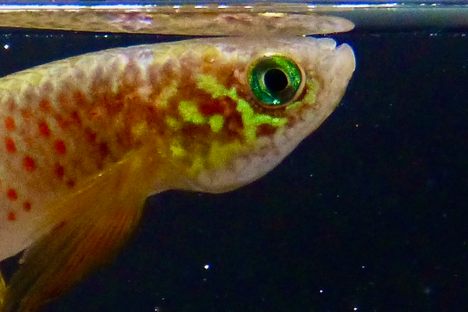 This New Species Is a Fish out of Water by Choice