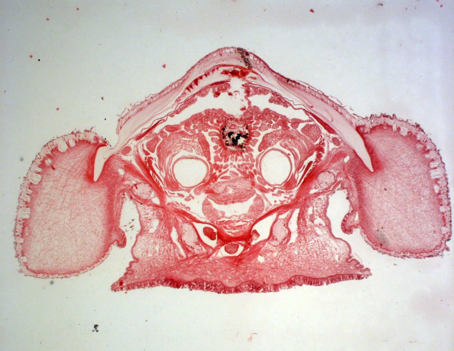 Old microscope slides offered researchers new insights into chitons' brains.