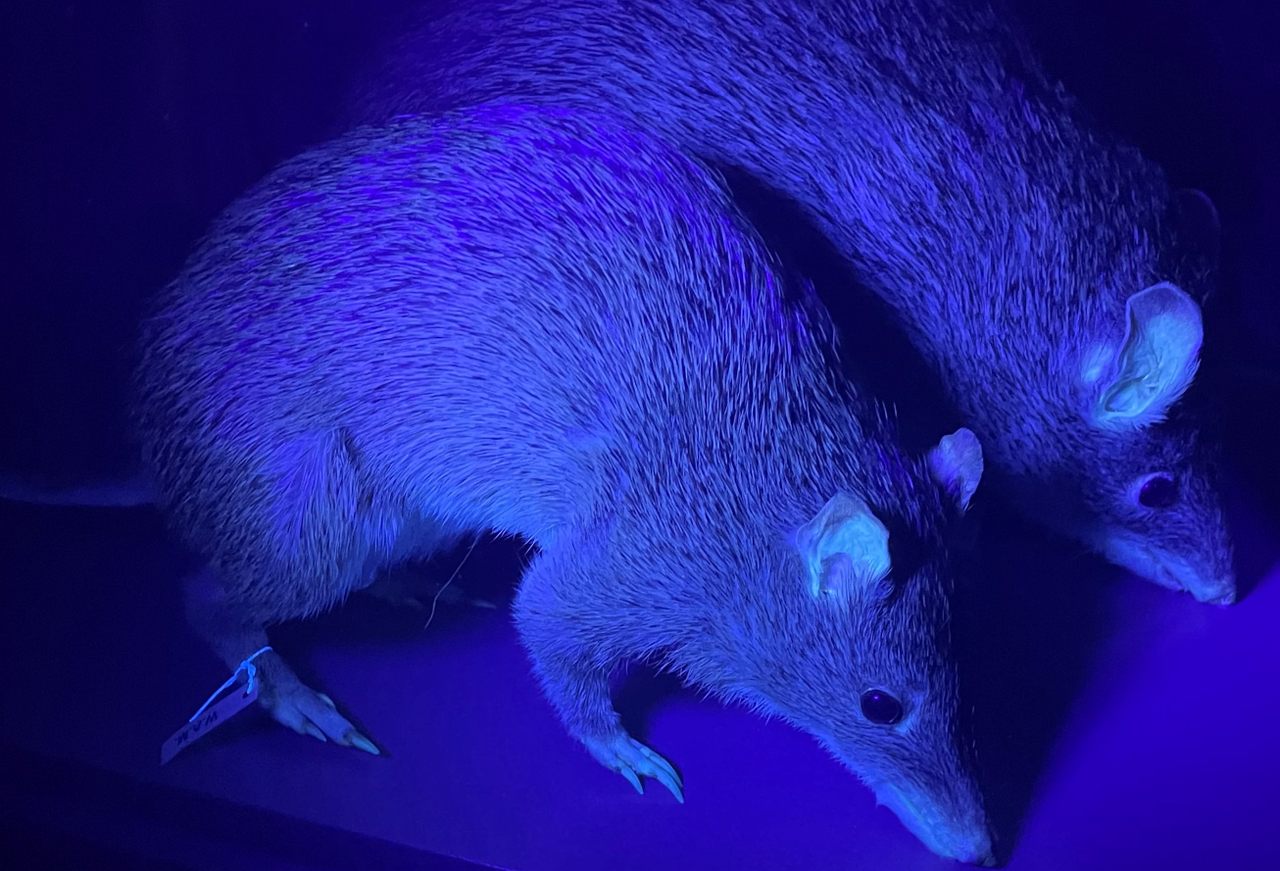 Bandicoots are just one of many mammals that fluoresce.