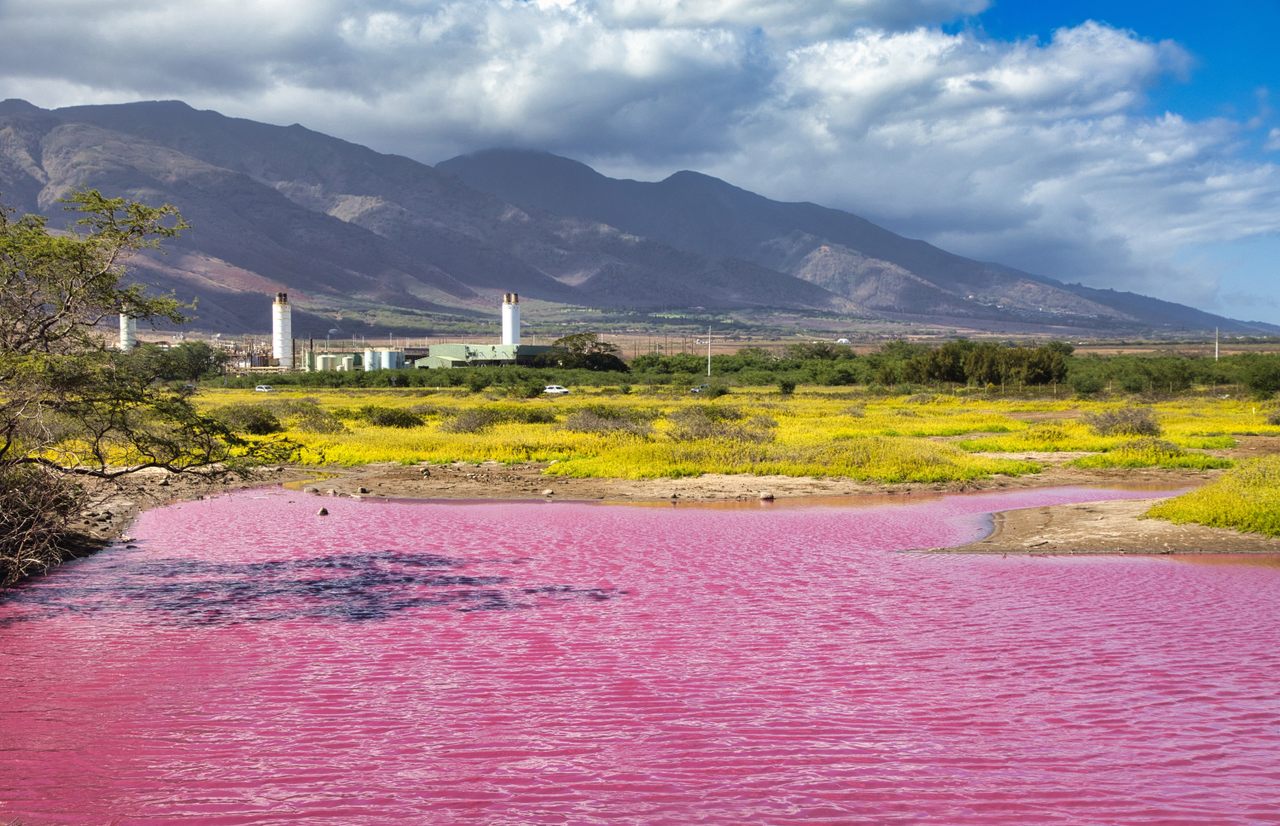 A colony of single-celled organisms have turned the wildlife refuge water Barbie-pink.